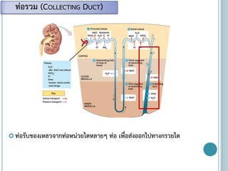  ท่อรับของเหลวจากท่อหน่วยไตหลายๆ ท่อ เพื่อส่งออกไปทางกรวยไต
ท่อรวม (COLLECTING DUCT)
 