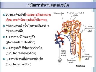หน่วยไตทาหน้าที่กรองของเสียออกจาก
เลือด และกาจัดออกเป็นน้าปัสสาวะ
กระบวนการเกิดน้าปัสสาวะเกิดจาก 3
กระบวนการคือ
1. การกรองที่โกลเมอรูลัส
(glomerular filtration)
2. การดูดกลับที่ท่อของหน่วยไต
(tubular reabsorption)
3. การหลั่งสารที่ท่อของหน่วยไต
(tubular secretion)
กลไกการทางานของหน่วยไต
 