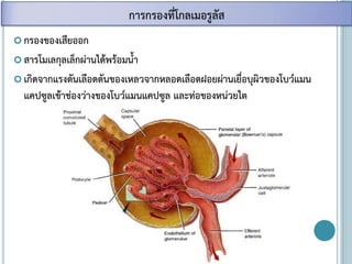  กรองของเสียออก
 สารโมเลกุลเล็กผ่านได้พร้อมน้า
 เกิดจากแรงดันเลือดดันของเหลวจากหลอดเลือดฝอยผ่านเยื่อบุผิวของโบว์แมน
แคปซูลเข้าช่องว่างของโบว์แมนแคปซูล และท่อของหน่วยไต
การกรองที่โกลเมอรูลัส
 