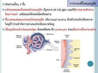  เกิดผ่านเยื่อบุ 3 ชั้น
 ผนังของหลอดเลือดฝอยโกลเมอรูลัส: มีรูขนาด 60-100 m ยอมให้สารขนาดเล็กผ่าน
โดยการแพร่ แต่ไม่ยอมให้เซลล์เม็ดเลือดผ่าน
 ชั้นเบสเมนต์เมมเบรนของโกลเมอรูลัส: หรือ basal lamina เป็นตัวกรองโปรตีนขนาด
ใหญ่ไว้ ช่วยจากัดการผ่านของโปรตีนขนาดใหญ่
 เยื่อบุผนังของโบว์แมนแคปซูล: มีเซลล์พิเศษ คือ podocyte ช่วยเลือกสารที่จะกรองผ่าน
การกรองที่โกลเมอรูลัส
 