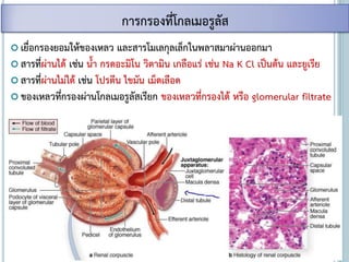  เยื่อกรองยอมให้ของเหลว และสารโมเลกุลเล็กในพลาสมาผ่านออกมา
 สารที่ผ่านได้ เช่น น้า กรดอะมิโน วิตามิน เกลือแร่ เช่น Na K Cl เป็นต้น และยูเรีย
 สารที่ผ่านไม่ได้ เช่น โปรตีน ไขมัน เม็ดเลือด
 ของเหลวที่กรองผ่านโกลเมอรูลัสเรียก ของเหลวที่กรองได้ หรือ glomerular filtrate
การกรองที่โกลเมอรูลัส
 