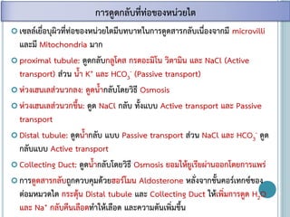 เซลล์เยื่อบุผิวที่ท่อของหน่วยไตมีบทบาทในการดูดสารกลับเนื่องจากมี microvilli
และมี Mitochondria มาก
 proximal tubule: ดูดกลับกลูโคส กรดอะมิโน วิตามิน และ NaCl (Active
transport) ส่วน น้า K+ และ HCO3
- (Passive transport)
 ห่วงเฮนเลส่วนวกลง: ดูดน้ากลับโดยวิธี Osmosis
 ห่วงเฮนเลส่วนวกขึ้น: ดูด NaCl กลับ ทั้งแบบ Active transport และ Passive
transport
 Distal tubule: ดูดน้ากลับ แบบ Passive transport ส่วน NaCl และ HCO3
- ดูด
กลับแบบ Active transport
 Collecting Duct: ดูดน้ากลับโดยวิธี Osmosis ยอมให้ยูเรียผ่านออกโดยการแพร่
 การดูดสารกลับถูกควบคุมด้วยฮอร์โมน Aldosterone หลั่งจากชั้นคอร์เทกซ์ของ
ต่อมหมวดไต กระตุ้น Distal tubule และ Collecting Duct ให้เพิ่มการดูด H2O
และ Na+ กลับคืนเลือดทาให้เลือด และความดันเพิ่มขึ้น
การดูดกลับที่ท่อของหน่วยไต
 