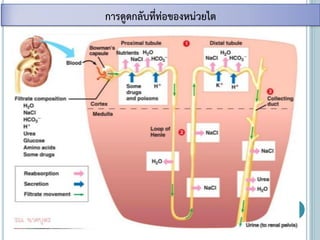 การดูดกลับที่ท่อของหน่วยไต
 