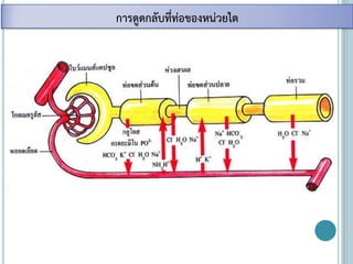 การดูดกลับที่ท่อของหน่วยไต
 