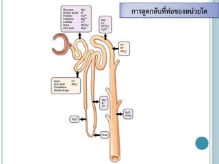 การดูดกลับที่ท่อของหน่วยไต
 