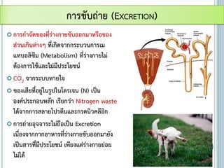  การกาจัดของที่ร่างกายขับออกมาหรือของ
ส่วนเกินต่างๆ ที่เกิดจากกระบวนการเม
แทบอลิซึม (Metabolism) ที่ร่างกายไม่
ต้องการใช้และไม่มีประโยชน์
 CO2 จากระบบหายใจ
 ของเสียที่อยู่ในรูปไนโตรเจน (N) เป็น
องค์ประกอบหลัก เรียกว่า Nitrogen waste
ได้จากการสลายโปรตีนและกรดนิวคลีอิก
 การถ่ายอุจจาระไม่ถือเป็น Excretion
เนื่องจากกากอาหารที่ร่างกายขับออกมายัง
เป็นสารที่มีประโยชน์ เพียงแต่ร่างกายย่อย
ไม่ได้
การขับถ่าย (EXCRETION)
 