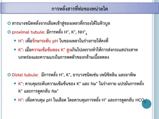  สารบางชนิดหลั่งจากเลือดเข้าสู่ของเหลวที่กรองได้ในทิวบูล
 proximal tubule: มีการหลั่ง H+, K+, NH+
4
 H+: เพื่อรักษาระดับ pH ในของเหลวในร่างกายให้คงที่
 K+: เมื่อความเข้มข้นของ K+ สูงเกินไปเพราะทาให้การส่งกระแสประสาท
บกพร่องและความแรงในการหดตัวของกล้ามเนื้อลดลง
 Distal tubule: มีการหลั่ง H+, K+, ยาบางชนิดเช่น เพนิซิลลิน และยาพิษ
 K+: ควบคุมระดับความเข้มข้นของ K+ และ Na+ ในร่างกาย แปรผันการหลั่ง
K+ และการดูดกลับ Na+
 H+: เพื่อควบคุม pH ในเลือด โดยควบคุมการหลั่ง H+ และการดูดกลับ HCO3
-
การหลั่งสารที่ท่อของหน่วยไต
 