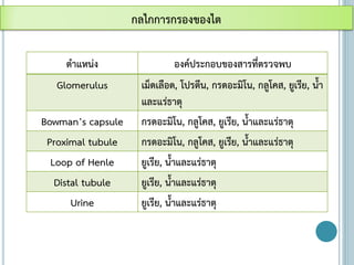 กลไกการกรองของไต
ตาแหน่ง องค์ประกอบของสารที่ตรวจพบ
Glomerulus เม็ดเลือด, โปรตีน, กรดอะมิโน, กลูโคส, ยูเรีย, น้า
และแร่ธาตุ
Bowman’s capsule กรดอะมิโน, กลูโคส, ยูเรีย, น้าและแร่ธาตุ
Proximal tubule กรดอะมิโน, กลูโคส, ยูเรีย, น้าและแร่ธาตุ
Loop of Henle ยูเรีย, น้าและแร่ธาตุ
Distal tubule ยูเรีย, น้าและแร่ธาตุ
Urine ยูเรีย, น้าและแร่ธาตุ
 