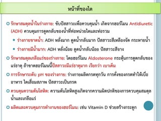  รักษาสมดุลน้าในร่างกาย: ขับปัสสาวะเพื่อควบคุมน้า เกิดจากฮอร์โมน Antidiuretic
(ADH) ควบคุมการดูดกลับของน้าที่ท่อหน่วยไตและท่อรวม
 ร่างกายขาดน้า: ADH หลั่งมาก ดูดน้ากลับมาก ปัสสาวะสีเหลืองจัด กระหายน้า
 ร่างกายมีน้ามาก: ADH หลั่งน้อย ดูดน้ากลับน้อย ปัสสาวะสีจาง
 รักษาสมดุลเกลือแร่ของร่างกาย: โดยฮอร์โมน Aldosterone กระตุ้นการดูดกลับของ
แร่ธาตุ ถ้าขาดฮอร์โมนนี้ปัสสาวะมีแร่ธาตุมาก เรียกว่า เบาเค็ม
 การรักษาระดับ pH ของร่างกาย: ร่างกายผลิตกรดทุกวัน การคั่งของกรดทาให้เบื่อ
อาหาร ไตเสื่อมสภาพ ปัสสาวะเป็นกรด
 ควบคุมความดันโลหิต: ความดันโลหิตสูงเกิดจากความผิดปกติของการควบคุมสมดุล
น้าและเกลือแร่
 ผลิตและควบคุมการทางานของฮอร์โมน: เช่น Vitamin D ช่วยสร้างกระดูก
หน้าที่ของไต
 