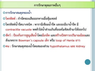 การรักษาสมดุลของน้า
โพรทิสต์ : กาจัดของเสียออกทางเยื่อหุ้มเซลล์
โพรทิสต์น้าจืดบางชนิด : พารามีเซียมน้าจืด และอะมีบาน้าจืด มี
contractile vacuole หดตัวไล่น้าส่วนเกินที่ออสโมซิสเข้ามาให้ออกไป
สัตว์ : ป้องกันการสูญเสียน้าโดยมีเกล็ด และสร้างปัสสาวะปริมาณน้อยและ
สังเกตจาก Bowman’s capsule เล็ก หรือ loop of Henle ยาว
คน : รักษาสมดุลของน้าโดยสมองส่วน hypothalamus และ kidney
การรักษาดุลยภาพอื่นๆ
 