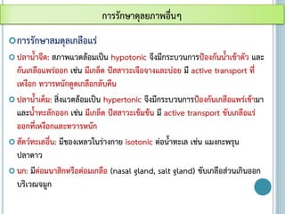 การรักษาสมดุลเกลือแร่
 ปลาน้าจืด: สภาพแวดล้อมเป็น hypotonic จึงมีกระบวนการป้องกันน้าเข้าตัว และ
กันเกลือแพร่ออก เช่น มีเกล็ด ปัสสาวะเจือจางและบ่อย มี active transport ที่
เหงือก ทวารหนักดูดเกลือกลับคืน
 ปลาน้าเค็ม: สิ่งแวดล้อมเป็น hypertonic จึงมีกระบวนการป้องกันเกลือแพร่เข้ามา
และน้าทะลักออก เช่น มีเกล็ด ปัสสาวะเข้มข้น มี active transport ขับเกลือแร่
ออกที่เหงือกและทวารหนัก
 สัตว์ทะเลอื่น: มีของเหลวในร่างกาย isotonic ต่อน้าทะเล เช่น แมงกะพรุน
ปลาดาว
 นก: มีต่อมนาสิกหรือต่อมเกลือ (nasal gland, salt gland) ขับเกลือส่วนเกินออก
บริเวณจมูก
การรักษาดุลยภาพอื่นๆ
 