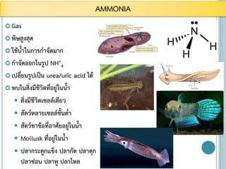 Gas
 พิษสูงสุด
 ใช้น้าในการกาจัดมาก
 กาจัดออกในรูป NH+
4
 เปลี่ยนรูปเป็น urea/uric acid ได้
 พบในสิ่งมีชีวิตที่อยู่ในน้า
 สิ่งมีชีวิตเซลล์เดียว
 สัตว์หลายเซลล์ชั้นต่า
 สัตว์ขาข้อที่อาศัยอยู่ในน้า
 Mollusk ที่อยู่ในน้า
 ปลากระดูกแข็ง ปลากัด ปลาดุก
ปลาช่อน ปลาทู ปลาไหล
AMMONIA
 