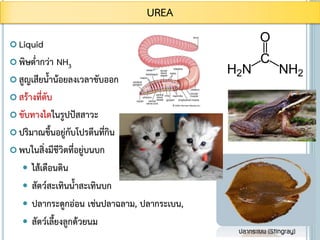  Liquid
 พิษต่ากว่า NH3
 สูญเสียน้าน้อยลงเวลาขับออก
 สร้างที่ตับ
 ขับทางไตในรูปปัสสาวะ
 ปริมาณขึ้นอยู่กับโปรตีนที่กิน
 พบในสิ่งมีชีวิตที่อยู่บนบก
 ไส้เดือนดิน
 สัตว์สะเทินน้าสะเทินบก
 ปลากระดูกอ่อน เช่นปลาฉลาม, ปลากระเบน,
 สัตว์เลี้ยงลูกด้วยนม
UREA
 