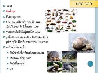  Solid
 พิษต่าสุด
 ขับทางอุจจาระ
 Allantois เป็นที่เก็บของเสีย พบใน
เอ็มบริโอของสัตว์เลื้อยคลาน/นก
 อาจสะสมในข้อในผู้ป่วยโรค gout
 มูลจิ้งจกมีสีขาวและสีดา สีขาวของเสียใน
รูปกรดยูริก สีดาคือกากอาหาร (อุจจาระ)
 พบในสัตว์สงวนน้า
 สัตว์ขาข้อที่อาศัยอยู่บนบก/แมลง
 Mollusk ที่อยู่บนบก
 สัตว์เลื้อยคลาน
 นก
URIC ACID
 