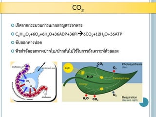  เกิดจากกระบวนการเผาผลาญสารอาหาร
 C6H12O6+6O2+6H2O+36ADP+36Pi6CO2+12H2O+36ATP
 ขับออกทางปอด
 พืชกาจัดออกทางปากใบ/นากลับไปใช้ในการสังเคราะห์ด้วยแสง
CO2
 