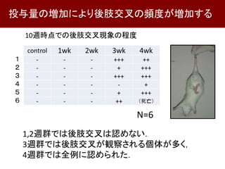 10週時点での後肢交叉現象の程度
投与量の増加により後肢交叉の頻度が増加する
N=6
1,2週群では後肢交叉は認めない．
3週群では後肢交叉が観察される個体が多く，
4週群では全例に認められた．
 