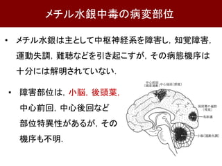 • メチル水銀は主として中枢神経系を障害し，知覚障害，
運動失調，難聴などを引き起こすが，その病態機序は
十分には解明されていない．
メチル水銀中毒の病変部位
• 障害部位は，小脳，後頭葉，
中心前回，中心後回など
部位特異性があるが，その
機序も不明．
 