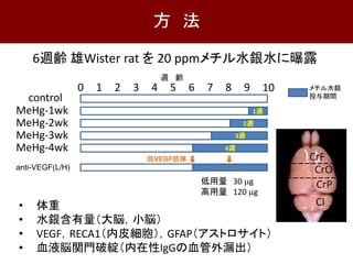 6週齢 雄Wister rat を 20 ppmメチル水銀水に曝露
control
MeHg-1wk
MeHg-2wk
MeHg-3wk
MeHg-4wk
0 1 2 3 4 5 6 7 8 9 10
週 齢
メチル水銀
投与期間
1週
2週
3週
4週
方 法
• 体重
• 水銀含有量（大脳，小脳）
• VEGF，RECA1（内皮細胞），GFAP（アストロサイト）
• 血液脳関門破綻（内在性IgGの血管外漏出）
anti-VEGF(L/H)
抗VEGF抗体
低用量 30 µg
高用量 120 µg
 