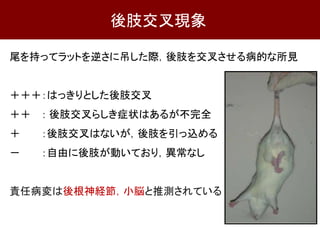 尾を持ってラットを逆さに吊した際，後肢を交叉させる病的な所見
＋＋＋：はっきりとした後肢交叉
＋＋ ： 後肢交叉らしき症状はあるが不完全
＋ ：後肢交叉はないが，後肢を引っ込める
－ ：自由に後肢が動いており，異常なし
責任病変は後根神経節，小脳と推測されている
後肢交叉現象
 