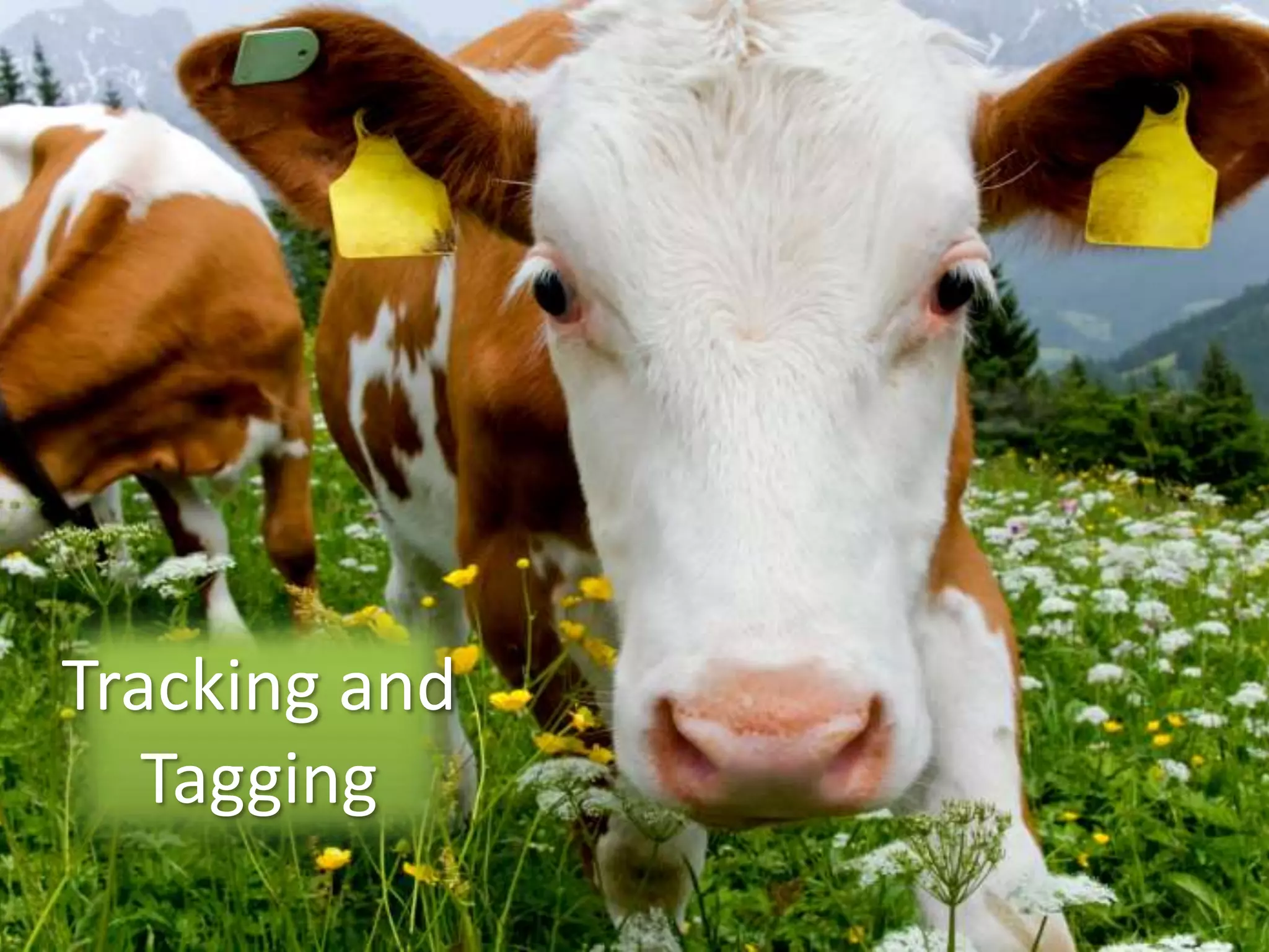 Installing Google Analytics