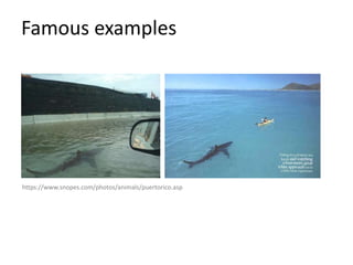 Famous examples
https://www.snopes.com/photos/animals/puertorico.asp
 