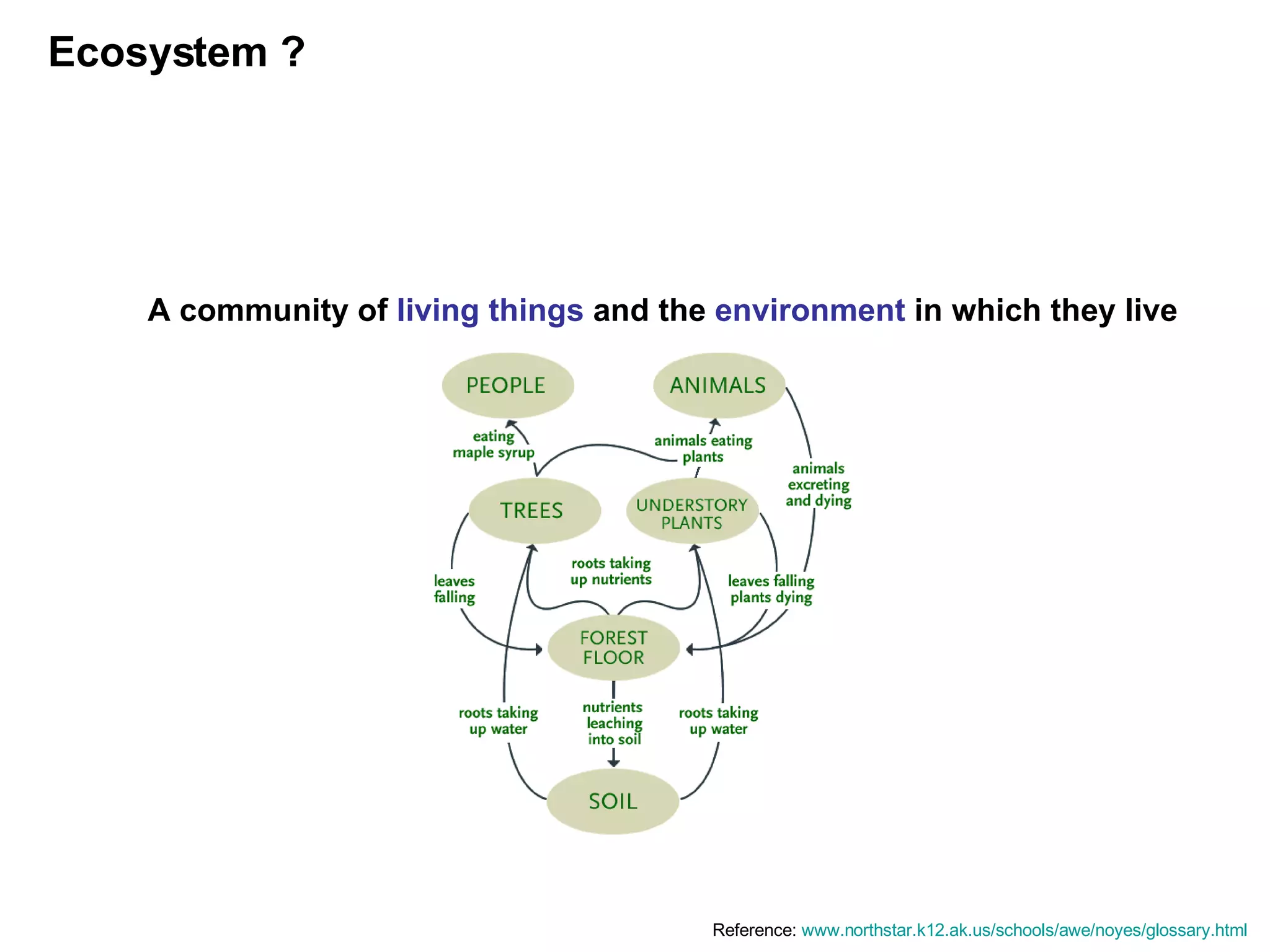 Web Products Ecosystem | PPT