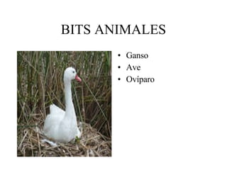 BITS ANIMALES ,[object Object],[object Object],[object Object]