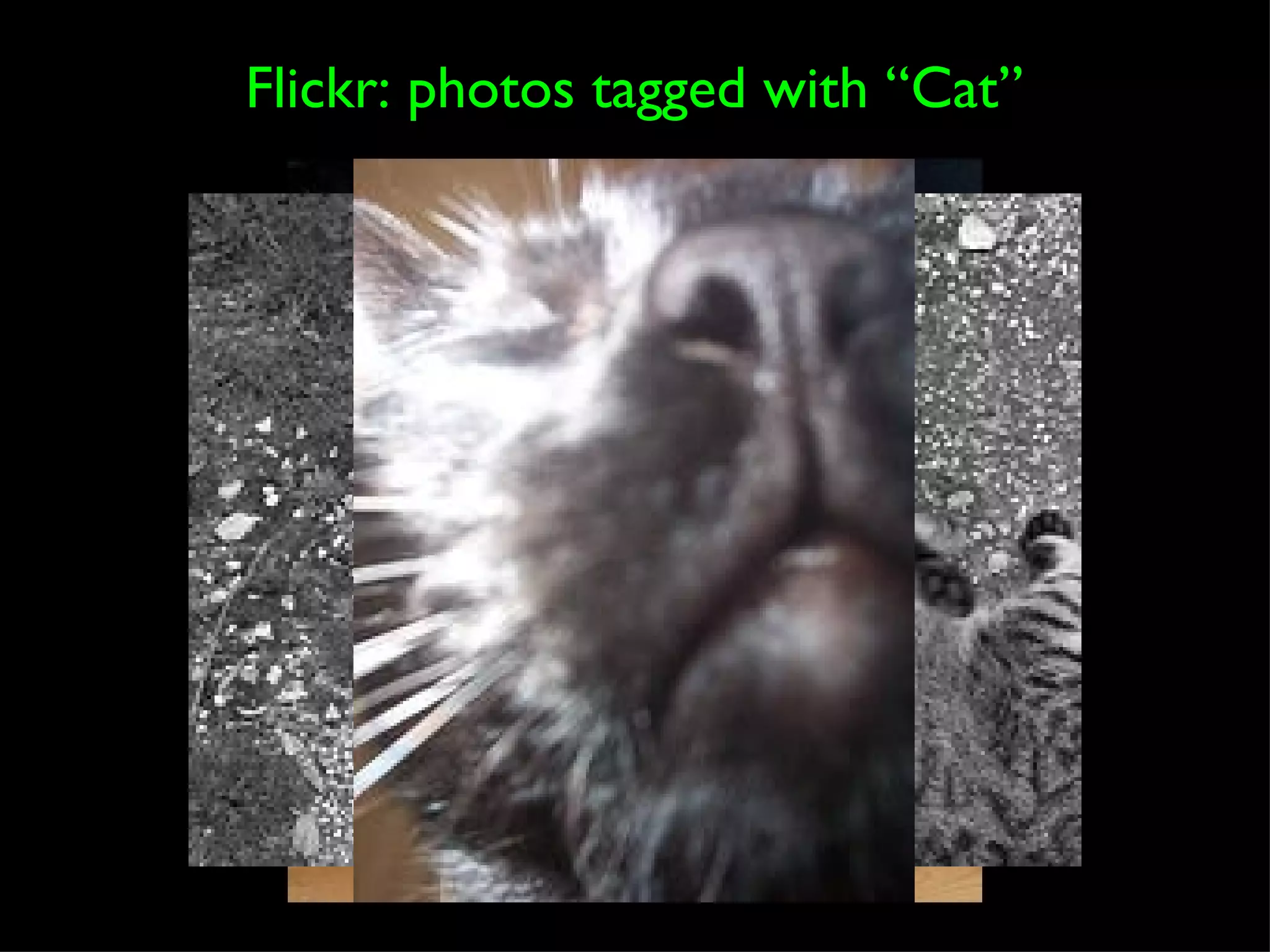 Flickr: photos tagged with “Cat” 