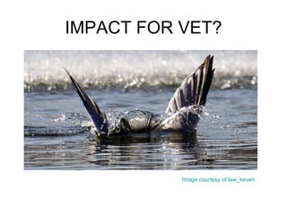 IMPACT FOR VET? Image courtesy of  law_keven 