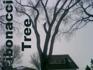 Fibonacc
   Tree
 