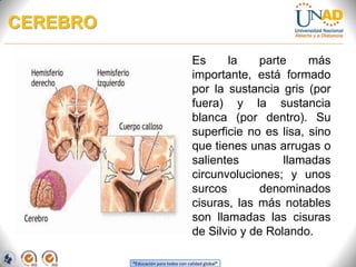 “Educación para todos con calidad global”
CEREBRO
Es la parte más
importante, está formado
por la sustancia gris (por
fuera) y la sustancia
blanca (por dentro). Su
superficie no es lisa, sino
que tienes unas arrugas o
salientes llamadas
circunvoluciones; y unos
surcos denominados
cisuras, las más notables
son llamadas las cisuras
de Silvio y de Rolando.
 