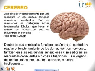 “Educación para todos con calidad global”
Esta dividido incompletamente por una
hendidura en dos partes, llamados
hemisferios cerebrales. En los
hemisferios se distinguen zonas
denominadas lóbulos, que llevan el
nombre del hueso en que se
encuentran en contacto
Pesa unos 1.200gr
CEREBRO
Dentro de sus principales funciones están las de controlar y
regular el funcionamiento de los demás centros nerviosos,
también en el se reciben las sensaciones y se elaboran las
respuestas conscientes a dichas situaciones. Es el órgano
de las facultades intelectuales: atención, memoria,
inteligencia ...
 