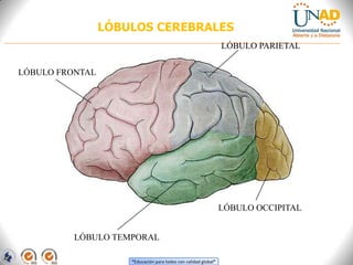 “Educación para todos con calidad global”
LÓBULOS CEREBRALES
LÓBULO FRONTAL
LÓBULO PARIETAL
LÓBULO TEMPORAL
LÓBULO OCCIPITAL
 