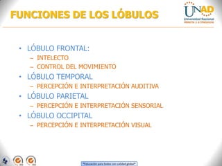 “Educación para todos con calidad global”
FUNCIONES DE LOS LÓBULOS
• LÓBULO FRONTAL:
– INTELECTO
– CONTROL DEL MOVIMIENTO
• LÓBULO TEMPORAL
– PERCEPCIÓN E INTERPRETACIÓN AUDITIVA
• LÓBULO PARIETAL
– PERCEPCIÓN E INTERPRETACIÓN SENSORIAL
• LÓBULO OCCIPITAL
– PERCEPCIÓN E INTERPRETACIÓN VISUAL
 