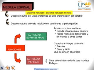 “Educación para todos con calidad global”
Sistema nervioso: sistema nervioso central
MEDULA ESPINAL
Desde un punto de vista anatómico es una prolongación del cerebro
Desde un punto de vista evolutivo el cerebro es la prolongación.
ACTIVIDAD
SUPRAESPINAL
ACTIVIDAD
REFLEJA
Actúa como intermediario:
* manda información al cerebro
* recibe mensajes del cerebro y
los manda a otras partes
Coordina e integra datos de:
* Presión
* Dolor y tacto
Que se dirigen al cerebro
Sirve como intermediaria para muchos
Reflejos.
FUNCIONES
 
