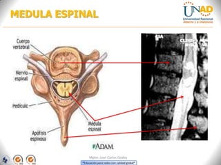 “Educación para todos con calidad global”
Mgter. Juan Carlos Godoy
MEDULA ESPINAL
 