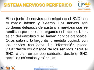 “Educación para todos con calidad global”
Mgter. Juan Carlos Godoy
El conjunto de nervios que relaciona el SNC con
el medio interno y externo. Los nervios son
cordones delgados de sustancia nerviosa que se
ramifican por todos los órganos del cuerpo. Unos
salen del encéfalo y se llaman nervios craneales.
Otros salen a lo largo de la médula espinal: son
los nervios raquídeos. La información puede
viajar desde los órganos de los sentidos hacia el
SNC, o bien en sentido contrario: desde el SNC
hacia los músculos y glándulas.
SISTEMA NERVIOSO PERIFÉRICO
 