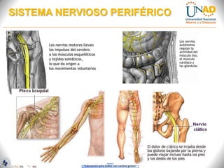 “Educación para todos con calidad global”
SISTEMA NERVIOSO PERIFÉRICO
 
