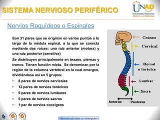 “Educación para todos con calidad global”
SISTEMA NERVIOSO PERIFÉRICO
Nervios Raquídeos o Espinales
Son 31 pares que se originan en varios puntos a lo
largo de la médula espinal, a la que se conecta
mediante dos raíces: una raíz anterior (motora) y
una raíz posterior (sensitiva)
Se distribuyen principalmente en brazos, piernas y
tronco. Tienen función mixta. Se denominan por la
región de la columna vertebral en la cual emergen,
dividiéndose así en 5 grupos:
• 8 pares de nervios cervicales
• 12 pares de nervios torácicos
• 5 pares de nervios lumbares
• 5 pares de nervios sacros
• 1 par de nervios coccígeos
 