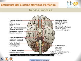 “Educación para todos con calidad global”
Estructura del Sistema Nervioso Periférico
Nervios Craneales
 