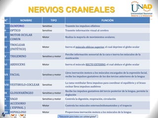 “Educación para todos con calidad global”
N° NOMBRE TIPO FUNCIÓN
I OLFATORIO Sensitivo Trasmite los impulsos olfativos
II OPTICO Sensitivo Trasmite información visual al cerebro
III
MOTOR OCULAR
COMUN
Motor Realiza la mayoría de movimientos oculares;
IV
TROCLEAR
(PATÉTICO)
Motor Inerva el músculo oblicuo superior, el cual deprime el globo ocular
V TRIGEMINO Sensitivo y motor
Percibe información sensorial de la cara e inerva los músculos de la
masticación
VI ABDUCENS Motor Inerva el músculo RECTO EXTERNO, el cual abduce el globo ocular
VII FACIAL Sensitivo y motor
Lleva inervación motora a los músculos encargados de la expresión facial,
recibe los impulsos gustativos de los dos tercios anteriores de la lengua
VIII VESTIBULO-COCLEAR Sensitivo
La rama vestibular lleva impulsos para coordinar el equilibrio y el brazo
coclear lleva impulsos auditivos
IX GLOSOFARÍNGEO Sensitivo y motor
Recibe los impulsos gustativos del tercio posterior de la lengua, permite la
deglución
X VAGO Sensitivo y motor Controla la digestión, respiración, circulación
XI
ACCESORIO
( ESPINAL )
Motor Controla los músculos esternocleidomastoideo y el trapecio
XII HIPOGLOSO Motor Proporciona inervación motora a los músculos de la lengua
NERVIOS CRANEALES
 