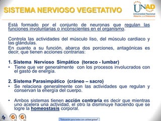 “Educación para todos con calidad global”
SISTEMA NERVIOSO VEGETATIVO
Está formado por el conjunto de neuronas que regulan las
funciones involuntarias o inconscientes en el organismo.
Controla las actividades del músculo liso, del músculo cardiaco y
las glándulas.
En cuanto a su función, abarca dos porciones, antagónicas es
decir, que tienen acciones contrarias:
1. Sistema Nervioso Simpático (toraco - lumbar)
• Tiene que ver generalmente con los procesos involucrados con
el gasto de energía.
2. Sistema Parasimpático (cráneo – sacro)
• Se relaciona generalmente con las actividades que regulan y
conservan la energía del cuerpo.
• Ambos sistemas tienen acción contraria es decir que mientras
uno acelera una actividad, el otro la disminuye haciendo que se
logre la homeostasis corporal.
 