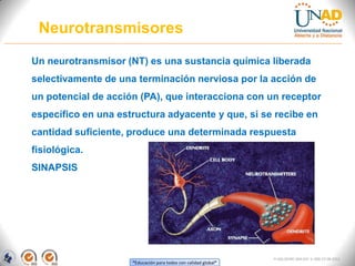 “Educación para todos con calidad global”
FI-GQ-OCMC-004-015 V. 000-27-08-2011
Neurotransmisores
Un neurotransmisor (NT) es una sustancia química liberada
selectivamente de una terminación nerviosa por la acción de
un potencial de acción (PA), que interacciona con un receptor
específico en una estructura adyacente y que, si se recibe en
cantidad suficiente, produce una determinada respuesta
fisiológica.
SINAPSIS
 