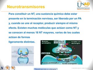 “Educación para todos con calidad global”
FI-GQ-OCMC-004-015 V. 000-27-08-2011
Neurotransmisores
Para constituir un NT, una sustancia química debe estar
presente en la terminación nerviosa, ser liberada por un PA
y, cuando se une al receptor, producir siempre el mismo
efecto. Existen muchas moléculas que actúan como NT y
se conocen al menos 18 NT mayores, varios de los cuales
actúan de formas
ligeramente distintas.
 