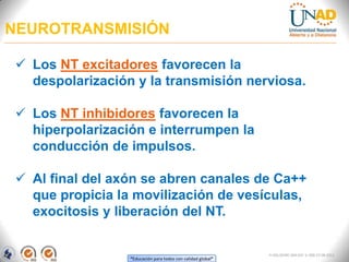 “Educación para todos con calidad global”
FI-GQ-OCMC-004-015 V. 000-27-08-2011
NEUROTRANSMISIÓN
 Los NT excitadores favorecen la
despolarización y la transmisión nerviosa.
 Los NT inhibidores favorecen la
hiperpolarización e interrumpen la
conducción de impulsos.
 Al final del axón se abren canales de Ca++
que propicia la movilización de vesículas,
exocitosis y liberación del NT.
 