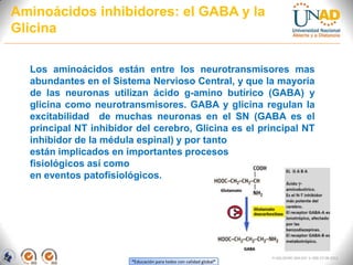 “Educación para todos con calidad global”
FI-GQ-OCMC-004-015 V. 000-27-08-2011
Aminoácidos inhibidores: el GABA y la
Glicina
Los aminoácidos están entre los neurotransmisores mas
abundantes en el Sistema Nervioso Central, y que la mayoría
de las neuronas utilizan ácido g-amino butírico (GABA) y
glicina como neurotransmisores. GABA y glicina regulan la
excitabilidad de muchas neuronas en el SN (GABA es el
principal NT inhibidor del cerebro, Glicina es el principal NT
inhibidor de la médula espinal) y por tanto
están implicados en importantes procesos
fisiológicos así como
en eventos patofisiológicos.
 
