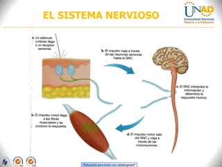 “Educación para todos con calidad global”
EL SISTEMA NERVIOSO
 