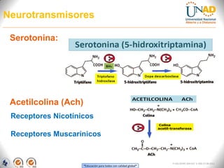 “Educación para todos con calidad global”
FI-GQ-OCMC-004-015 V. 000-27-08-2011
Neurotransmisores
Serotonina:
Acetilcolina (Ach)
Receptores Nicotínicos
Receptores Muscarínicos
 