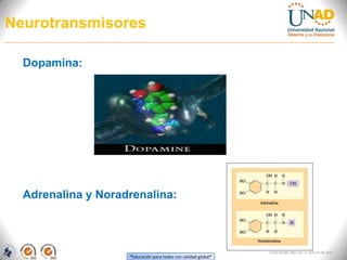 “Educación para todos con calidad global”
FI-GQ-OCMC-004-015 V. 000-27-08-2011
Neurotransmisores
Dopamina:
Adrenalina y Noradrenalina:
 