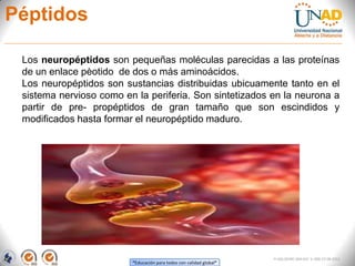 “Educación para todos con calidad global”
FI-GQ-OCMC-004-015 V. 000-27-08-2011
Péptidos
Los neuropéptidos son pequeñas moléculas parecidas a las proteínas
de un enlace pèotido de dos o más aminoácidos.
Los neuropéptidos son sustancias distribuidas ubicuamente tanto en el
sistema nervioso como en la periferia. Son sintetizados en la neurona a
partir de pre- propéptidos de gran tamaño que son escindidos y
modificados hasta formar el neuropéptido maduro.
 